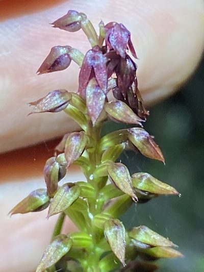 Genoplesium psammophilum, photographed by Greg Tasney