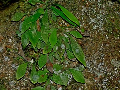 Antrophyum formosanum, photographed by Jacy Chen