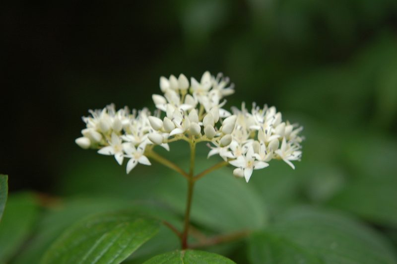 Cornus excelsa, photographed by Neptalí Ramírez Marcial