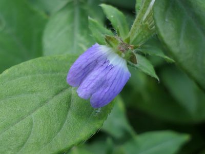 Cynarospermum asperrimum, photographed by Dinesh Valke
