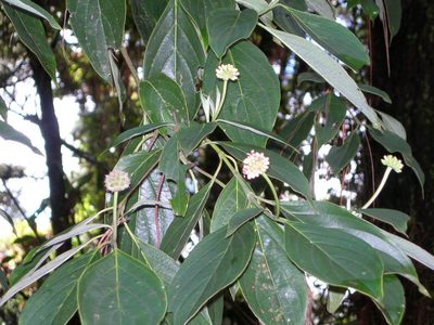 Cornus disciflora, photographed by Neptalí Ramírez Marcial