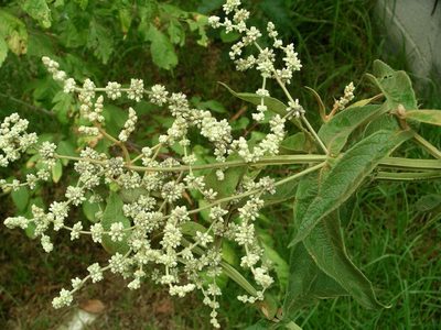 Buddleja americana, photographed by Neptalí Ramírez Marcial