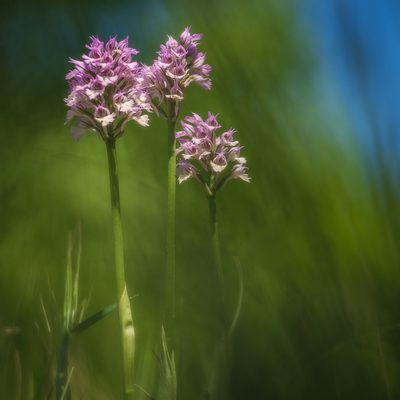 Neotinea tridentata, photographed by Sergey Cherkasov