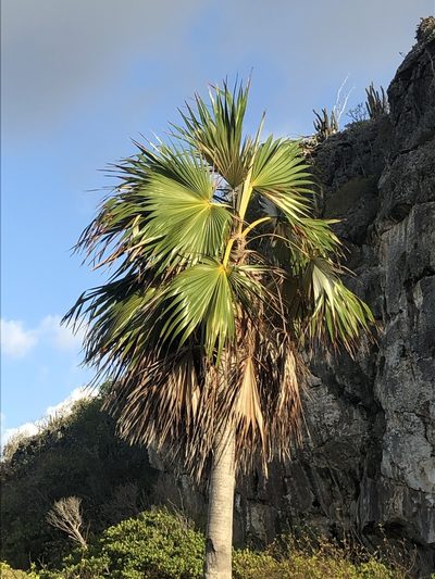 Coccothrinax proctorii, photographed by caymanmatt