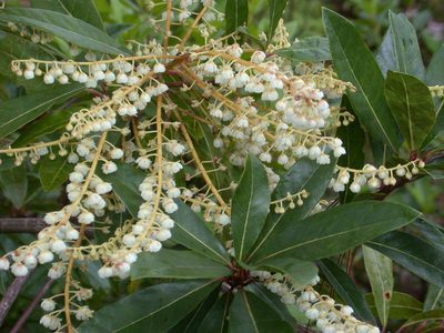 Clethra suaveolens, photographed by Neptalí Ramírez Marcial