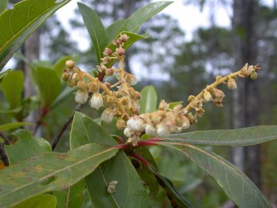 Clethra suaveolens, photographed by Neptalí Ramírez Marcial