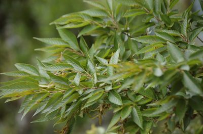 Carpinus tropicalis, photographed by Neptalí Ramírez Marcial