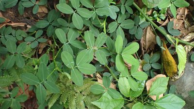 Arachis pintoi, photographed by John Abrams