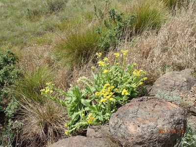 Helichrysum tenax, photographed by Peter Warren