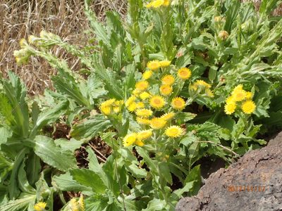 Helichrysum tenax, photographed by Peter Warren