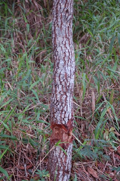 Quercus sapotifolia, photographed by Neptalí Ramírez Marcial
