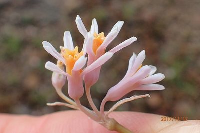 Tulbaghia leucantha, photographed by Peter Warren