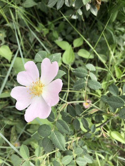 Rosa pouzinii, photographed by Naturalista