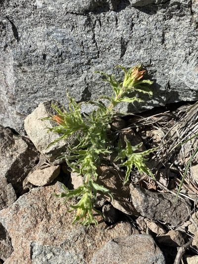 Castilleja viscidula, photographed by Matt Berger