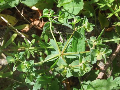 Euphorbia falcata, photographed by Emanuele Santarelli