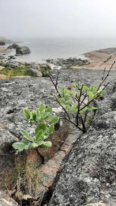 Hedlundia hybrida, photographed by Tero Linjama