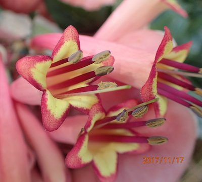 Phygelius aequalis, photographed by Peter Warren