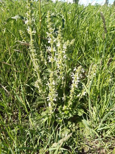 Salvia austriaca, photographed by Martin Scheuch