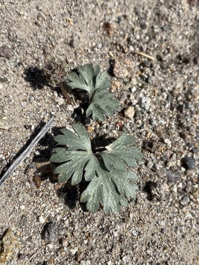 Cymopterus ripleyi, photographed by Matt Berger
