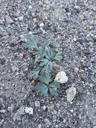 Cymopterus ripleyi, photographed by Matt Berger
