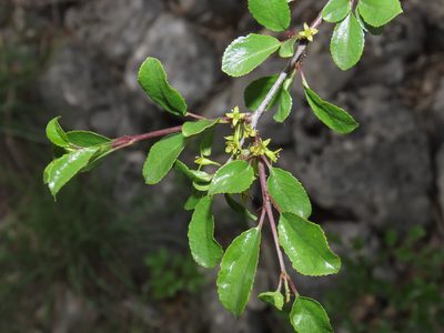 Rhamnus saxatilis, photographed by Emanuele Santarelli