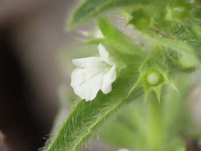 Sideritis romana, photographed by Emanuele Santarelli