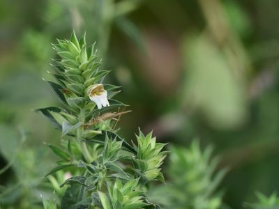 Lepidagathis cuspidata, photographed by Dinesh Valke