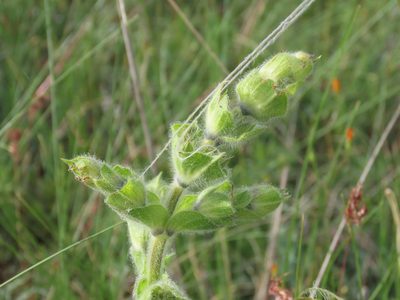Salvia argentea, photographed by Emanuele Santarelli