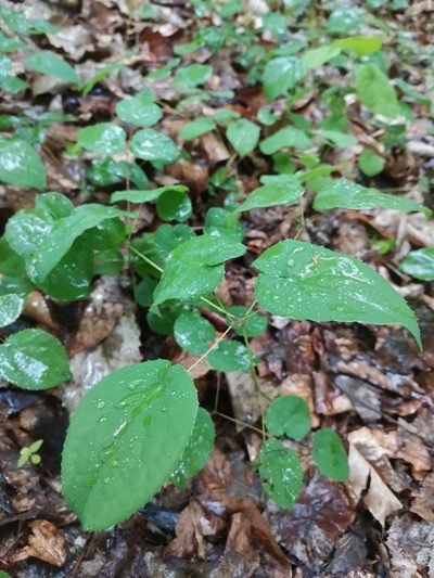 Epimedium alpinum, photographed by Ljaž