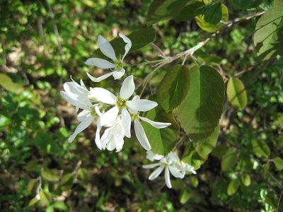 Amelanchier amabilis, photographed by rboles