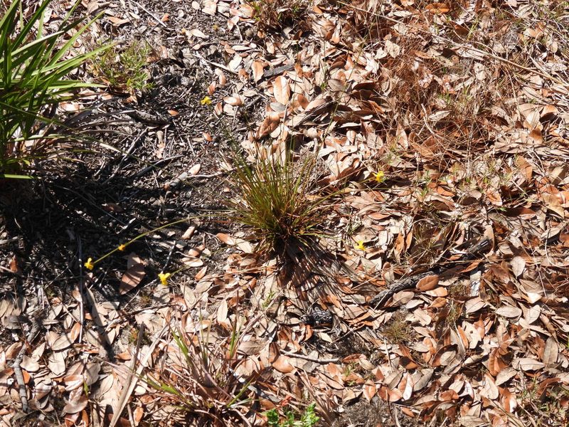 Xyris elliottii, photographed by novvictan
