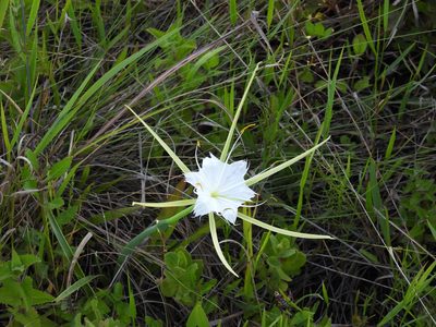 Hymenocallis palmeri, photographed by novvictan