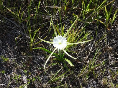 Hymenocallis palmeri, photographed by novvictan