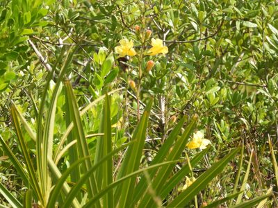 Aureolaria pectinata, photographed by novvictan