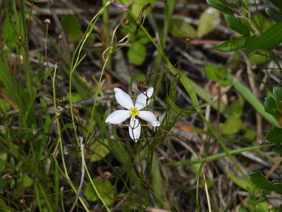 Sabatia brevifolia, photographed by novvictan