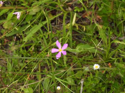 Sabatia grandiflora, photographed by novvictan