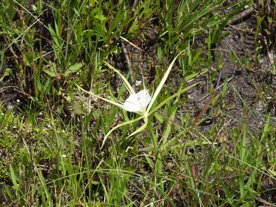 Hymenocallis palmeri, photographed by novvictan