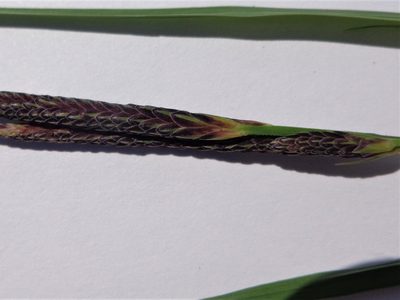 Carex acuta, photographed by Екатерина Войнова