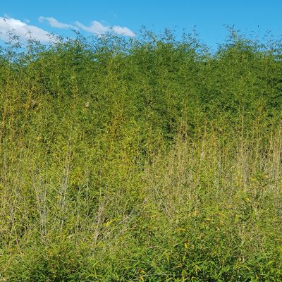 Phyllostachys aurea, photographed by Margaret Burger