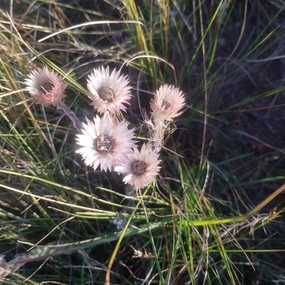 Helichrysum adenocarpum, photographed by Margaret Burger