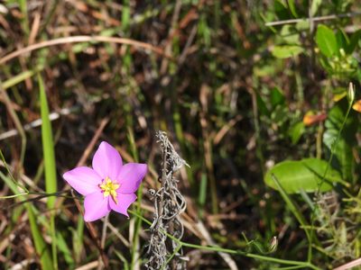 Sabatia grandiflora, photographed by novvictan