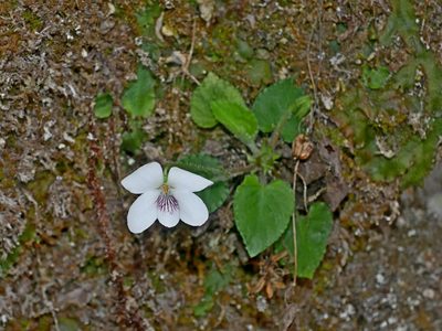 Viola adenothrix, photographed by Jacy Chen