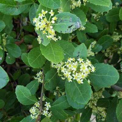 Maytenus procumbens, photographed by Margaret Burger