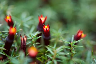 Styphelia discolor, photographed by Ruth Clark