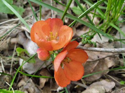 Chaenomeles japonica, photographed by Oleksii Vasyliuk
