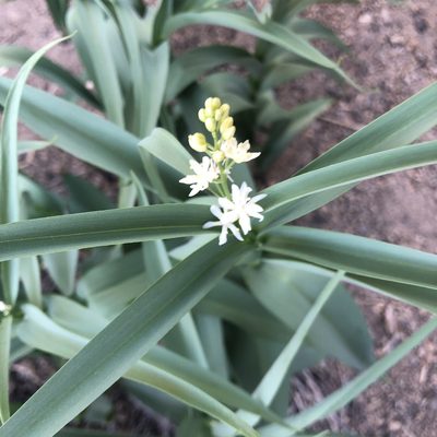 Toxicoscordion paniculatum, photographed by glittergravel
