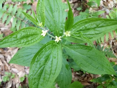 Lithospermum latifolium, photographed by Anna Hess