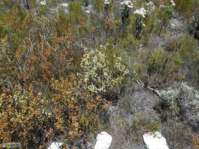 Erica denticulata, photographed by Chris Vynbos