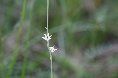 Linaria simplex, photographed by Julien Renoult