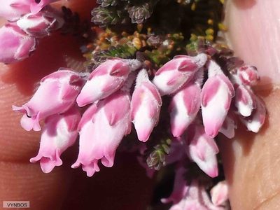 Erica modesta, photographed by Chris Vynbos